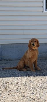 Astro, Golden Retriever
