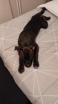 Zack, American Staffordshire Terrier