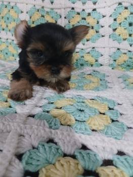 Aurora, Yorkshire Terrier