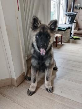 Api, Eurasier