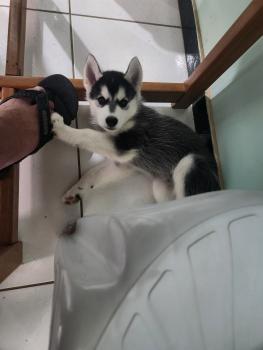 Volk, Siberian Husky