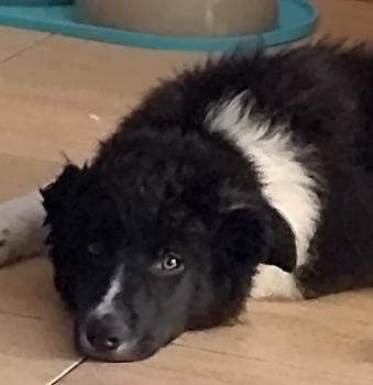 Shiva, Border Collie