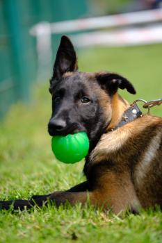 ARKANN, Malinois Shepherd Dog
