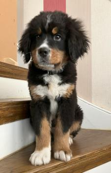 Brady, Bernese Cattle Dogs