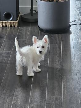 Gaïa, Westies