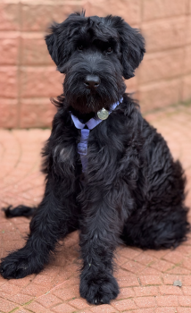 Boris, Schnauzer Géant