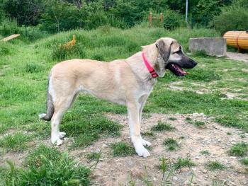 Tara, Kangal