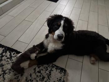 Victor, Bernese Cattle Dogs