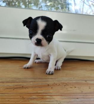 Amy, Chihuahua