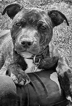 Vibe's, Staffordshire Bull Terrier