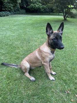Choupette, Malinois Shepherd Dog