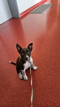 mala, Border Collie
