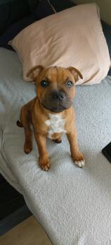Art'ur King, Staffordshire Bull Terrier