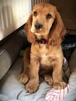 Ozzi, Cocker Spaniel