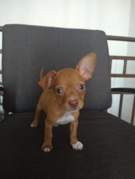 Milán, Pinscher