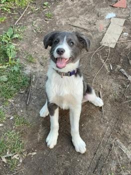 Nara, Australian Shepherd