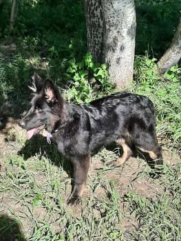 Vaïka, Perro Pastor Alemán