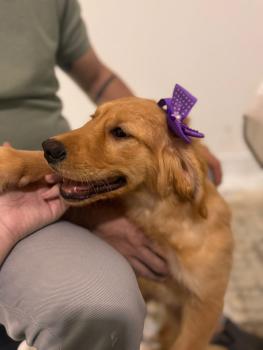 Luna, Golden Retriever