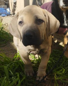 monico, Fila Brasileiro