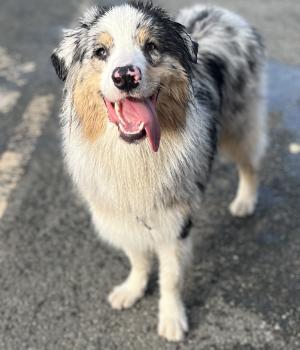 VEGAS, Australian Shepherd Dog