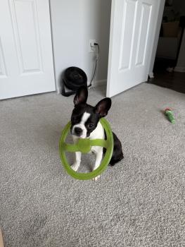 Bisou, Boston Terrier