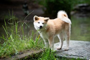 Yuki, Akita Inu