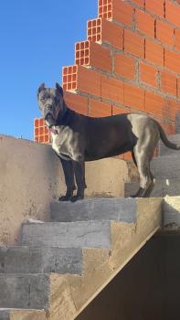 Pandora, Cane Corso