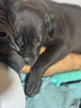 Zayra, Cane Corso