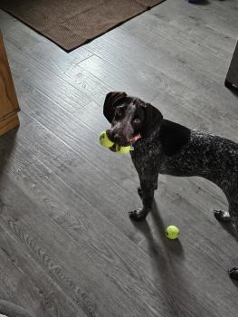 Roxy, German Shorthaired Pointer