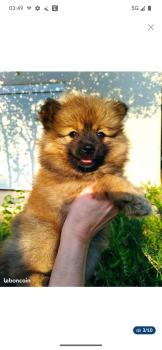 Abby, Spitz