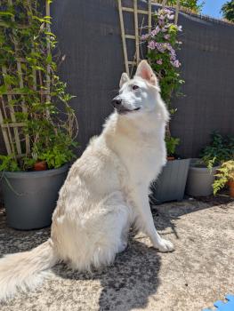 Shiranui, Pastore Svizzero Bianco