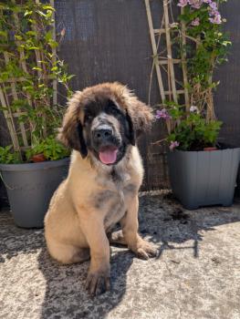 Aslan, Leonberg