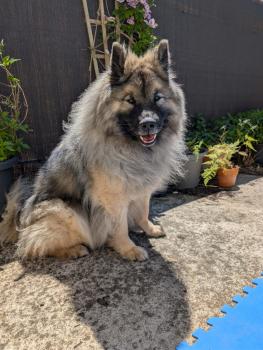 Jitters, Eurasier