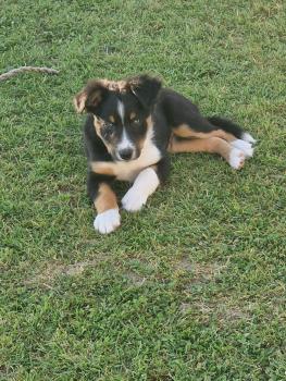 Ayrton, Border Collie