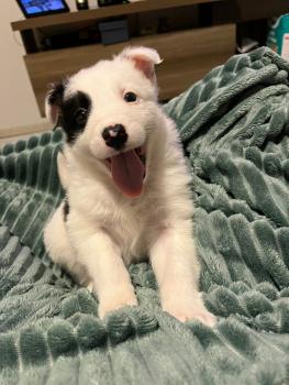 Oliver, Border Collie