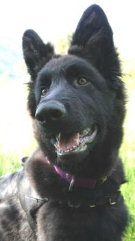 Aïka, German Shepherd Dog
