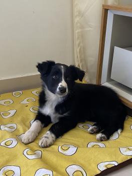 Sansa, Border Collie