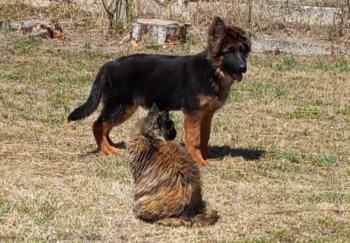 Harley, Berger Allemand