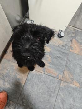Xena, Schnauzer Moyen