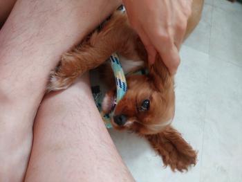 Albus, Cavalier King Charles Spaniel