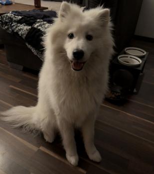 Yuno, Samoyede