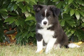 Maverick, Border Collie