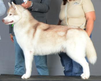 Endergrand Bolt, Husky Siberien