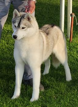 ColSnow Atenea, Siberian Husky