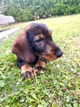 Roger, Dachshund