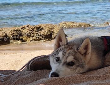 lucky, Siberian Husky