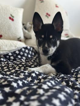 Mico, Husky Siberiano