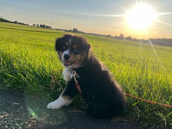 Nala, Pastor Australiano