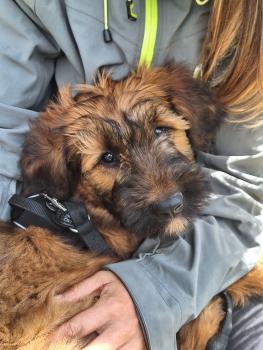 Ael Mat, Briard