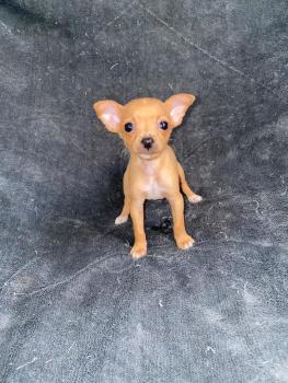 Pinscher, Pinscher